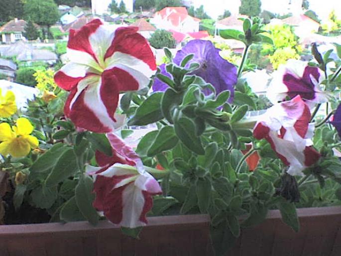 DSC00078 - plante 2008