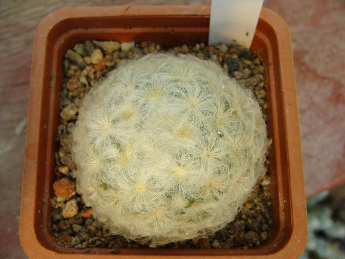 M. plumosa