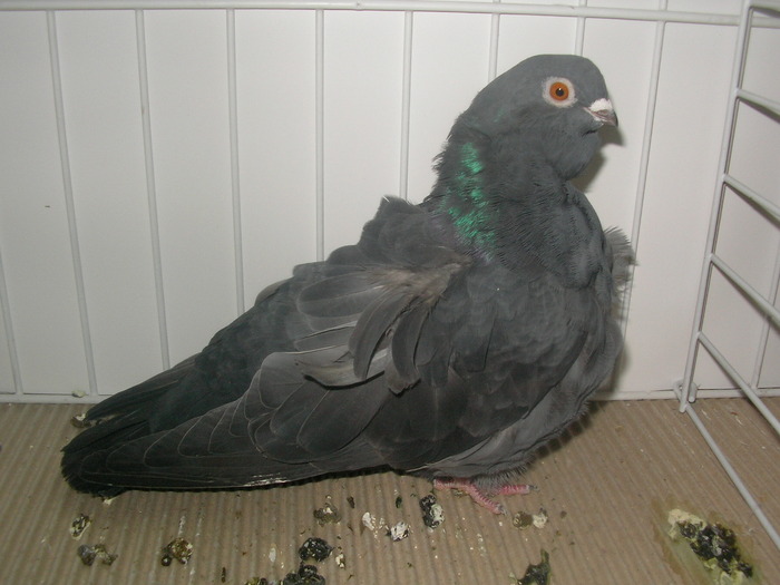 SANY0183 - poze expo 2009