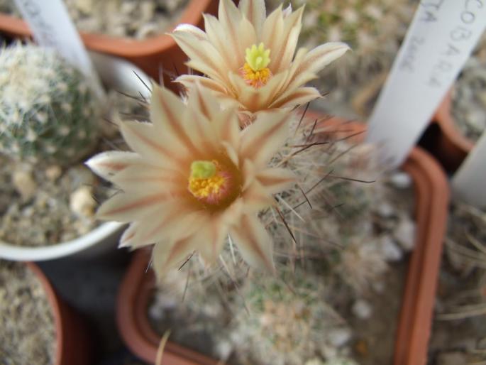 Escobaria duncanii flori