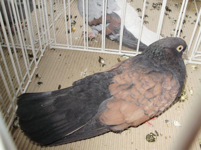 orbet 5 - 1506 2 porumbei rz