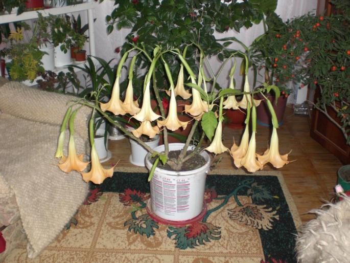 brougmansia