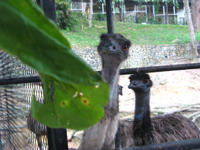 IMG_0255 - 2_1 - Kuala Lumpur Bird Park