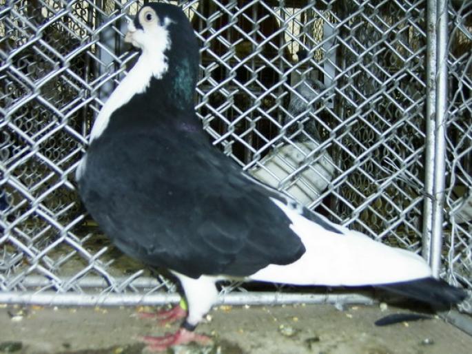 galatean 1 - 1501 Expo Timisoara 2006