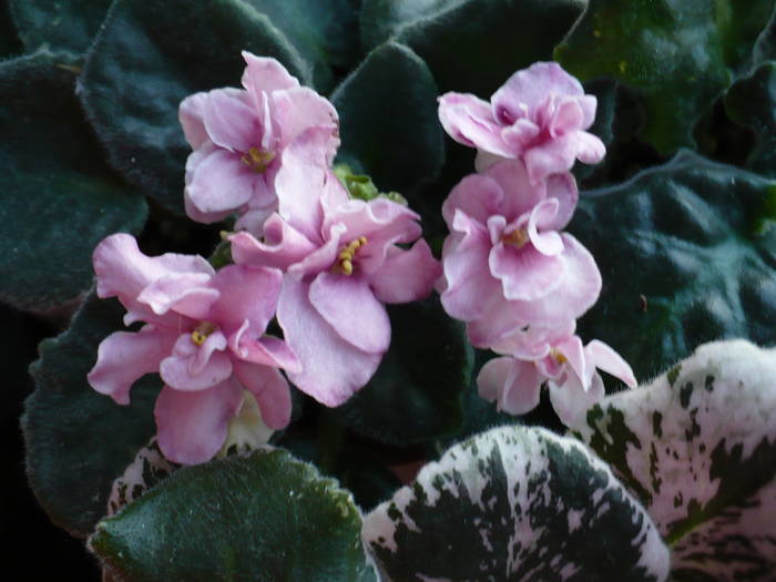 P1120833 - Saintpaulia - violete de camera