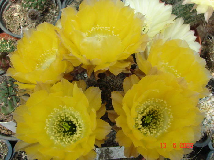 DSC06141