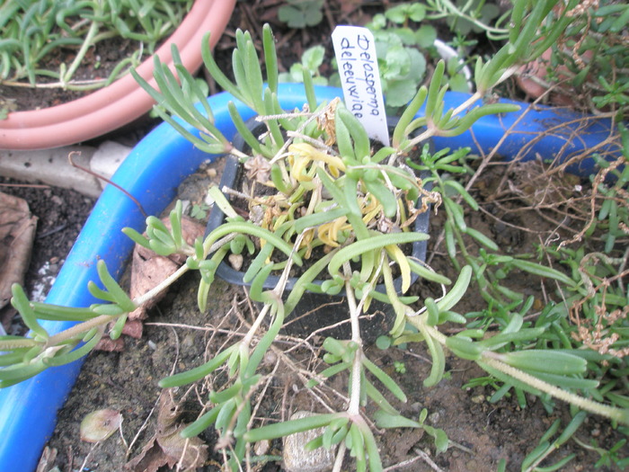 Delosperma deleeuwiae - 31.10 - plante de exterior - 2009 - 2010