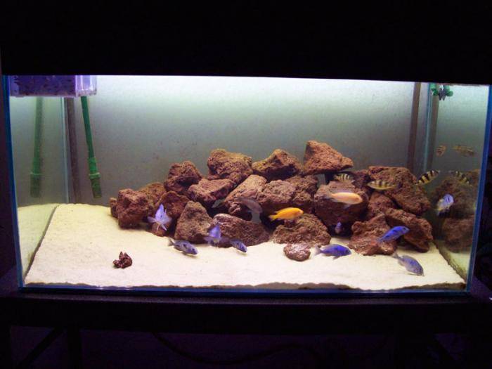 JGZABZWYXHKSABXKZZK - Pentru ciclide africane