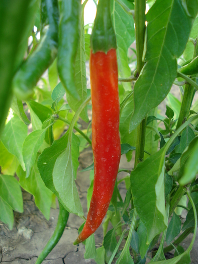 Tokyo Hot Pepper (2009, August 21)