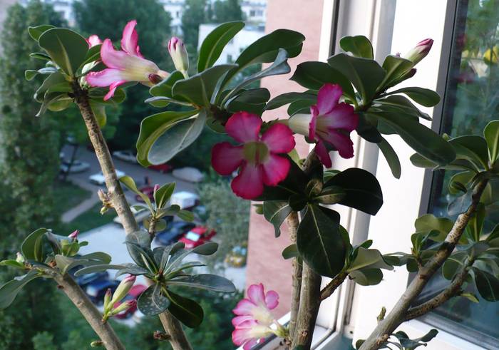 P1120386 - ADENIUM OBESUM
