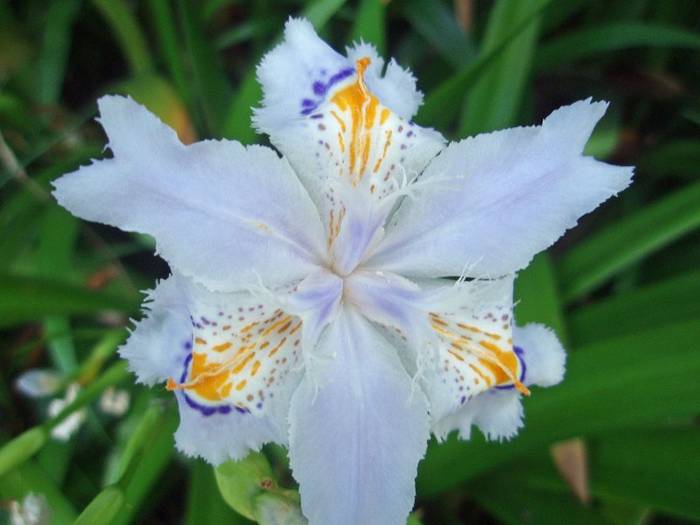 IRIS JAPONICA - IRIS JAPONICA FLOWERS