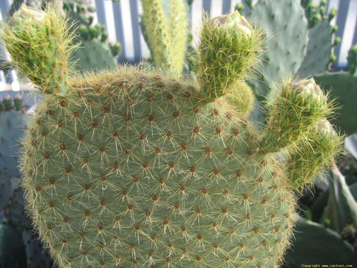 opuntia_scheeri_04