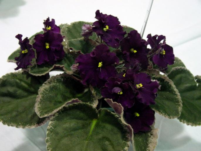 vintage_wine_2005avsa_3