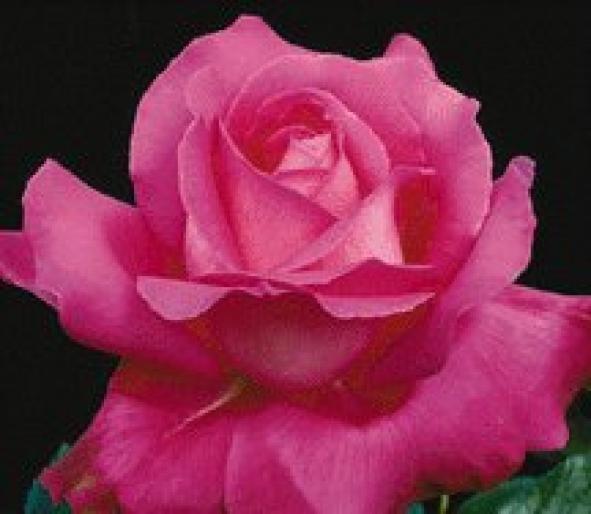 Trandafiri; Trandafiri
