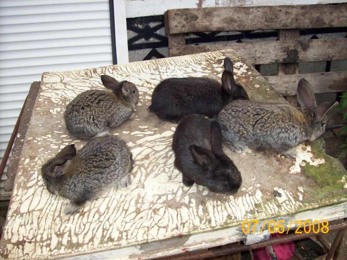 poze iepuri 175 - poze iepuri