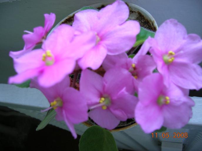 violete roz - plante apartament