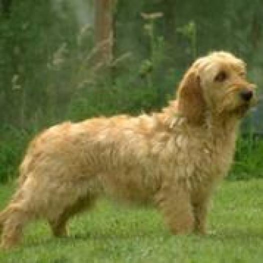 QLXMEFTWIVHBVETQBZJ - rase de caini