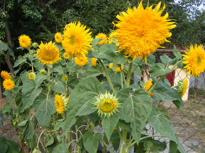 Floarea-soarelui decorativa - flori si animale 2009