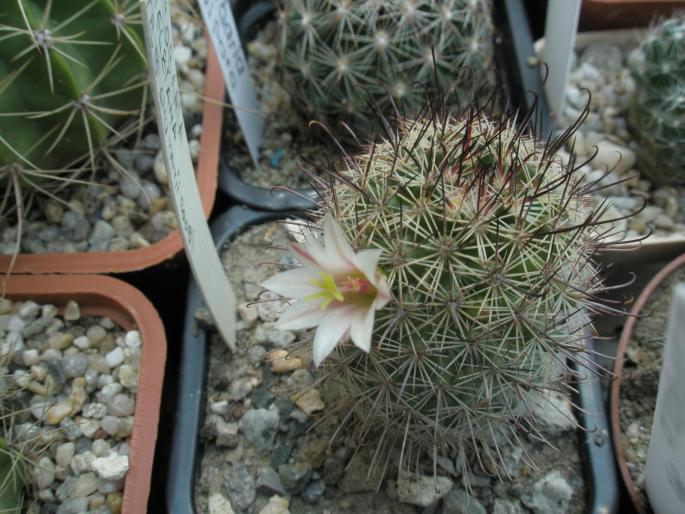 Mammillaria sp.