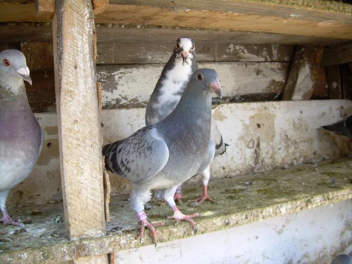 Porumbeii mei(14-10-2007) 01