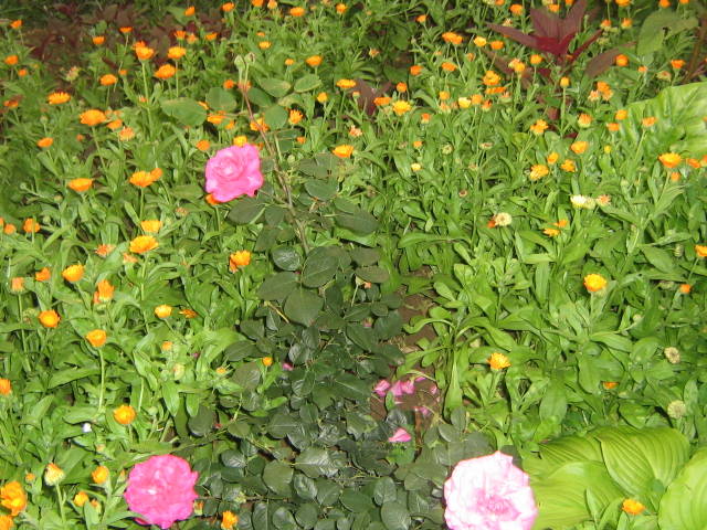 flori 192