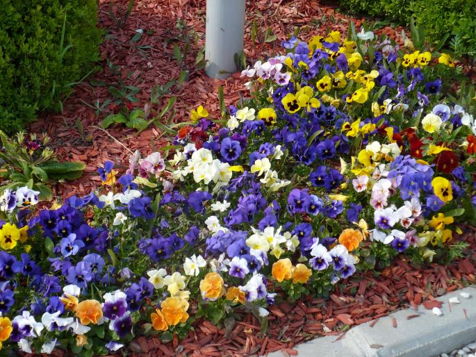 P1010559 - Herastrau 1 Mai 2008