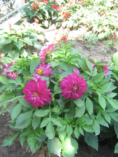 6 iulie 014 - flori de gradina 2009