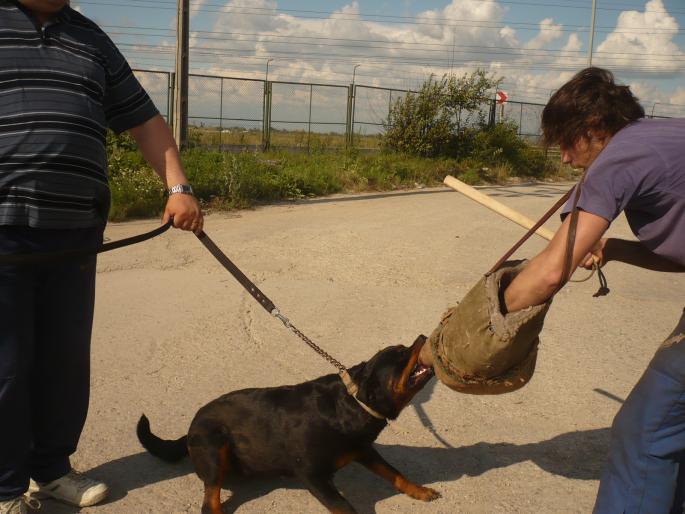 TYRA V HAUSE ONUL(CORA); UN CAINE HOTARAT.
