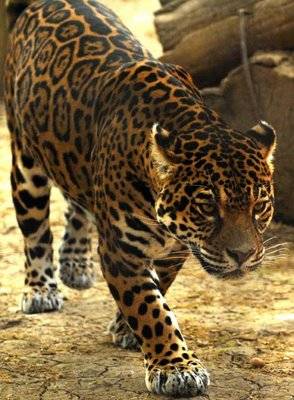 leopard - animale
