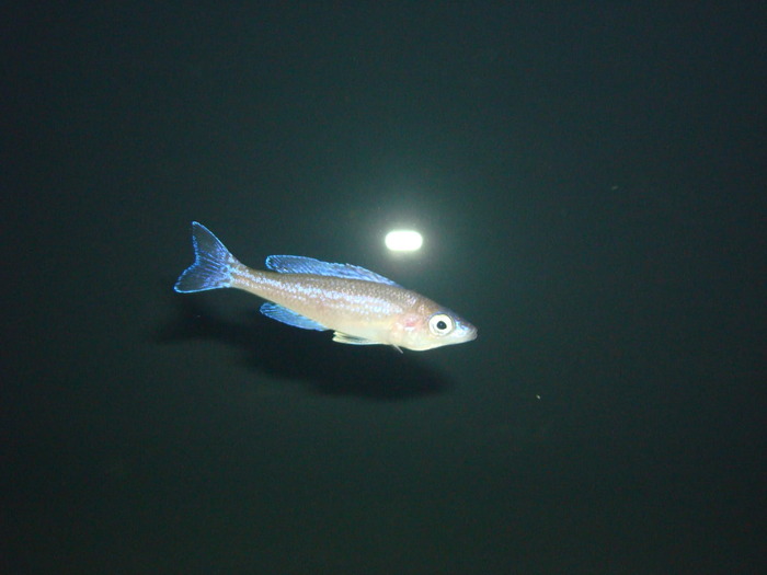 DSC01137 - African Cichlid