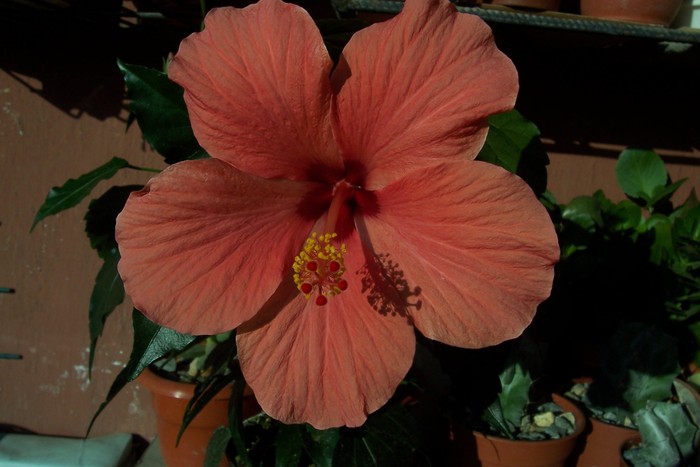Aloha rosa, prima floare