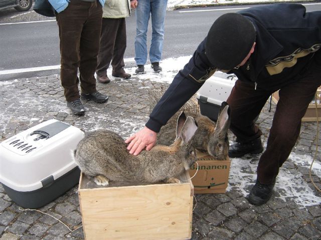 POZE FACUTA DIN AUSTRIA..; 2010.01.05.
