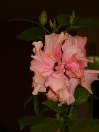 hibiscus 4