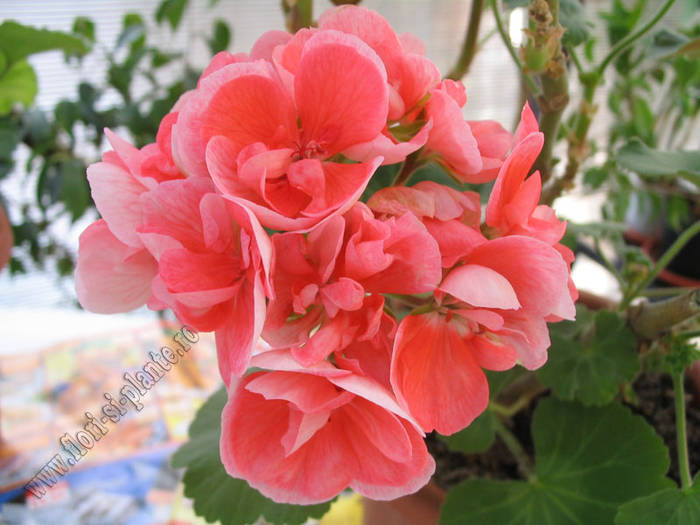 Pelargonium Stela 1 - Muscate - Pelargonium