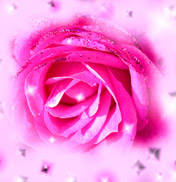 pinkrose