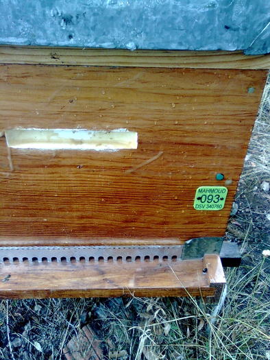 Imagine1372 - ApiMondia