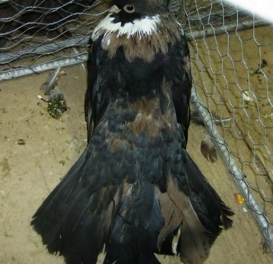 negru trenat mozaic 1 - 1501 Expo Timisoara 2006