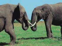 animale (5)