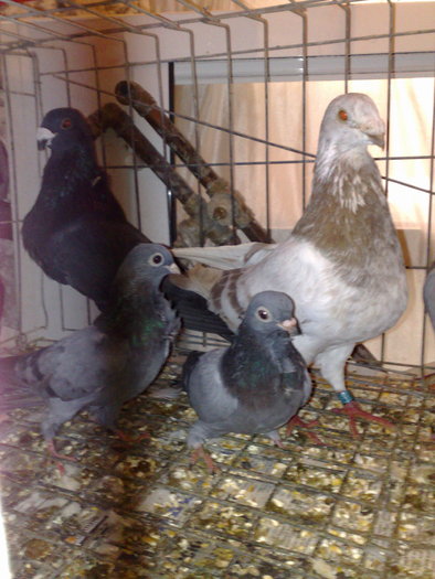 grup de jiennense si figurita; grup
