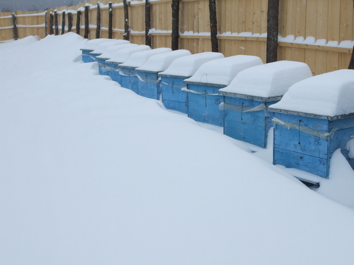 DSCF1758 - stupina  incepand cu 2008