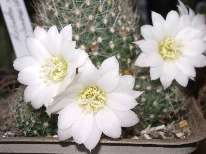 Rebutia x cv Snow White - Rebutia