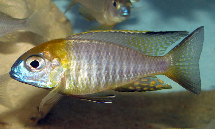Letrinops yellow col gros - African Cichlid