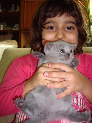 British Shorthair; Daria si Nola la 4 sapt jumate
