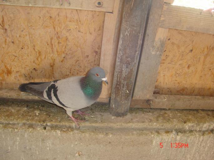 Picture 392 - porumbeii unui prieten