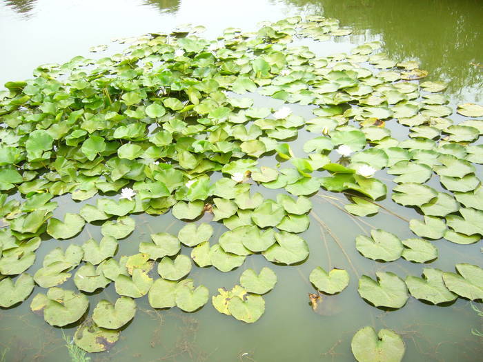 Lacul Gorgovat - Delta Dunarii