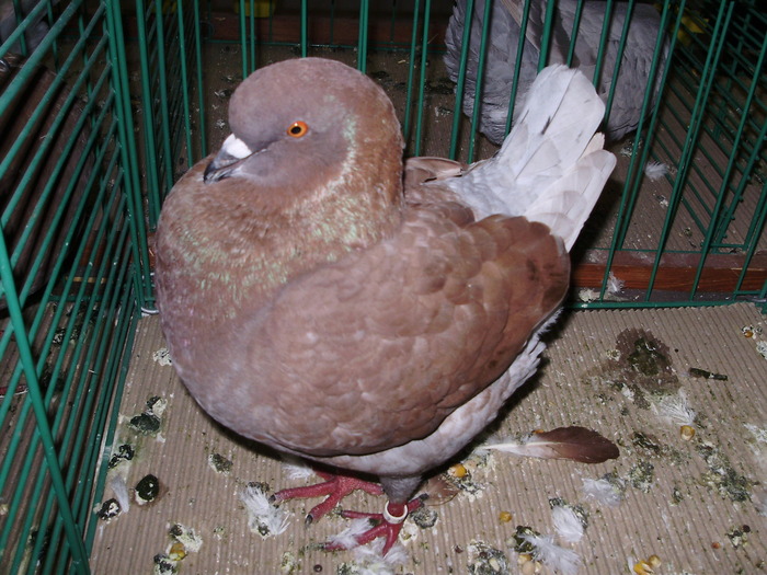 7199 k 0 - 1507 partea 2