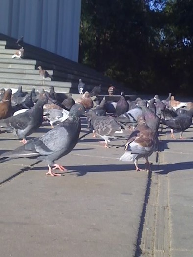 In fata Catedralei la Chisinau3 - Cei mai frumosi porumbei