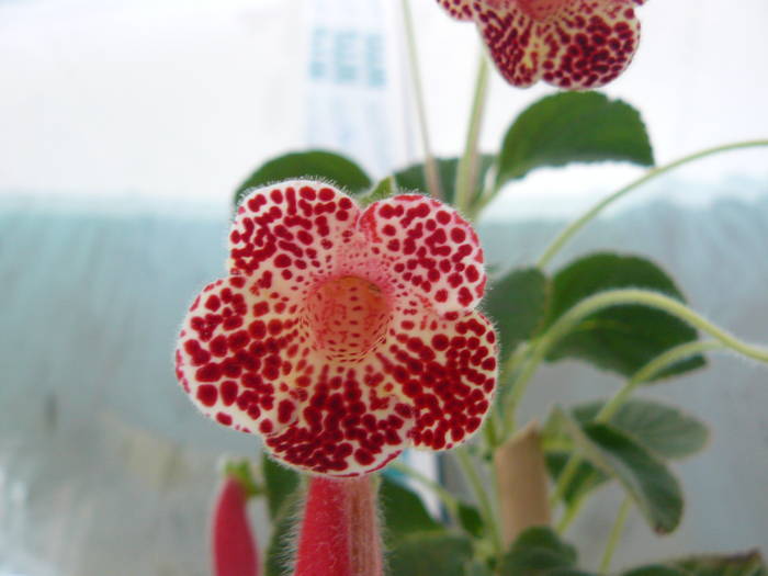 kohleria - poze 2009