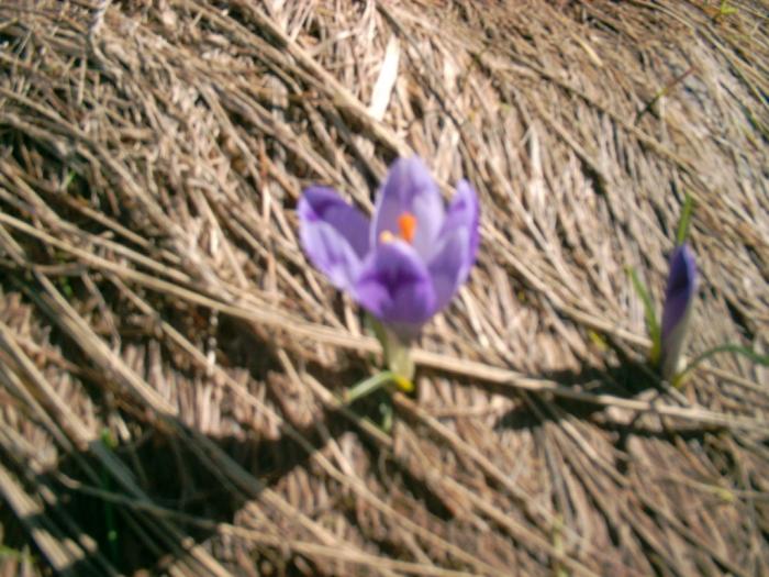 04120094 - Iezer-Papusa