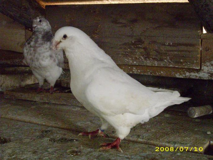 mascul 2006 - porumbei voiajori americani si standard romanesc